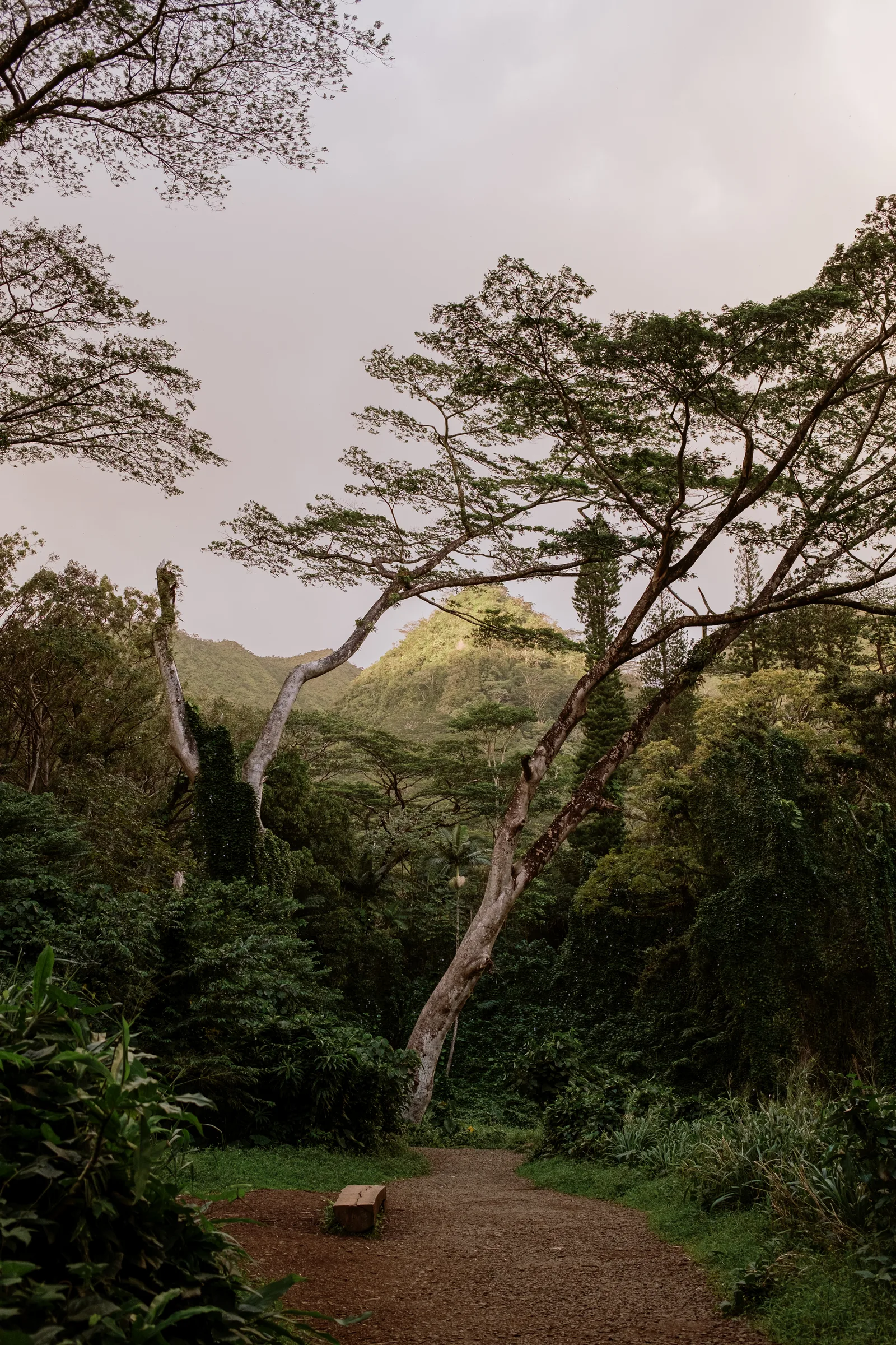 Trail through green forest toward misty mountains on Oahu