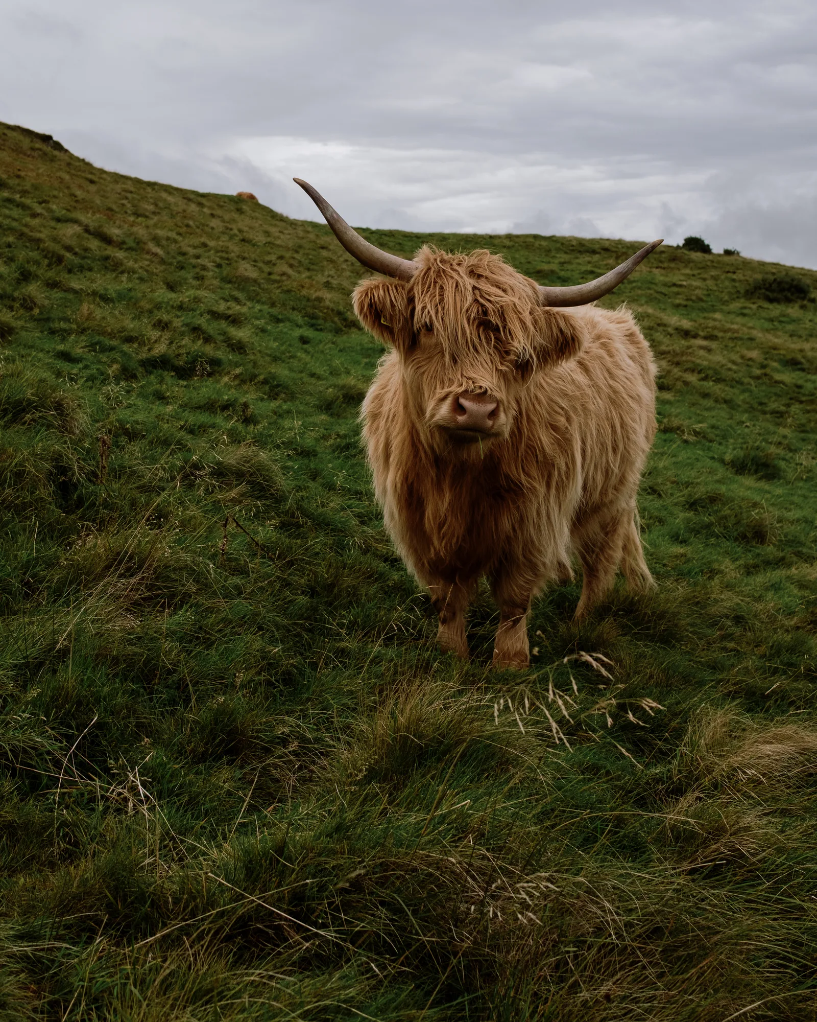 Highland cow standing on a grassy Edinburgh hillside under a cloudy sky