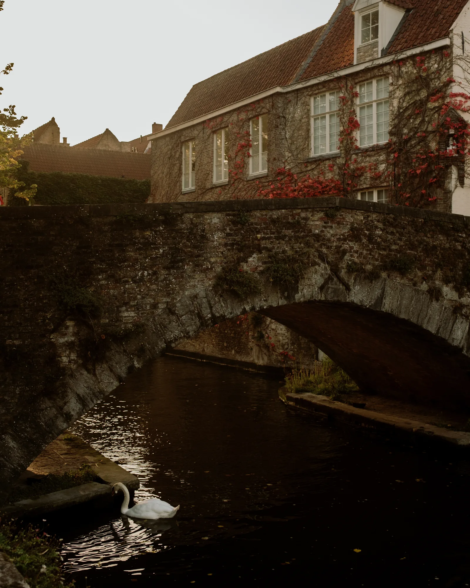 A swan beneath a stone arch bridge on a Bruges canal, an ivy-covered brick house above