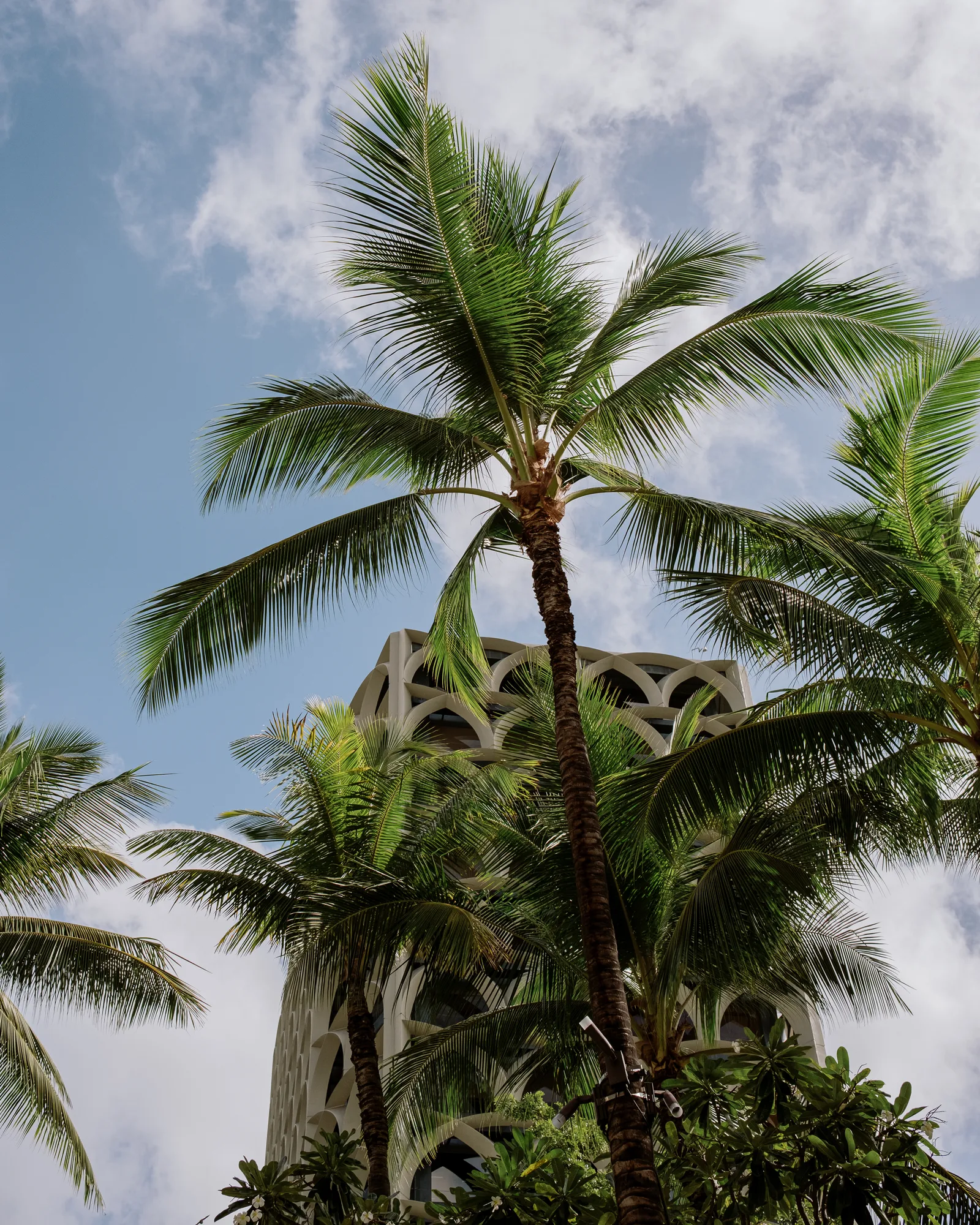 Looking up a palm trunk to fronds and a lattice building against blue sky, Oahu