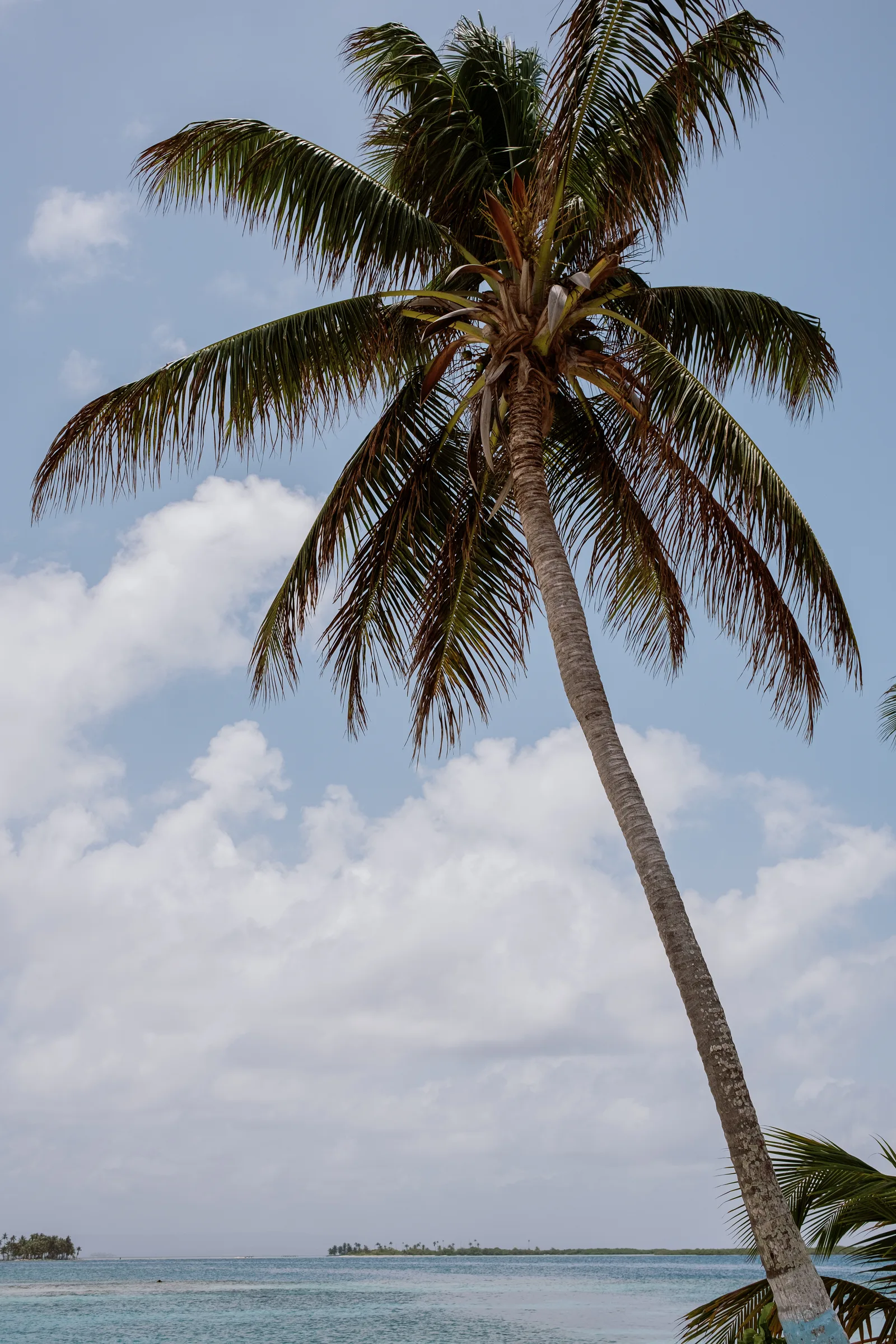 Coconut palm leaning over a turquoise sea with small islands, Panama