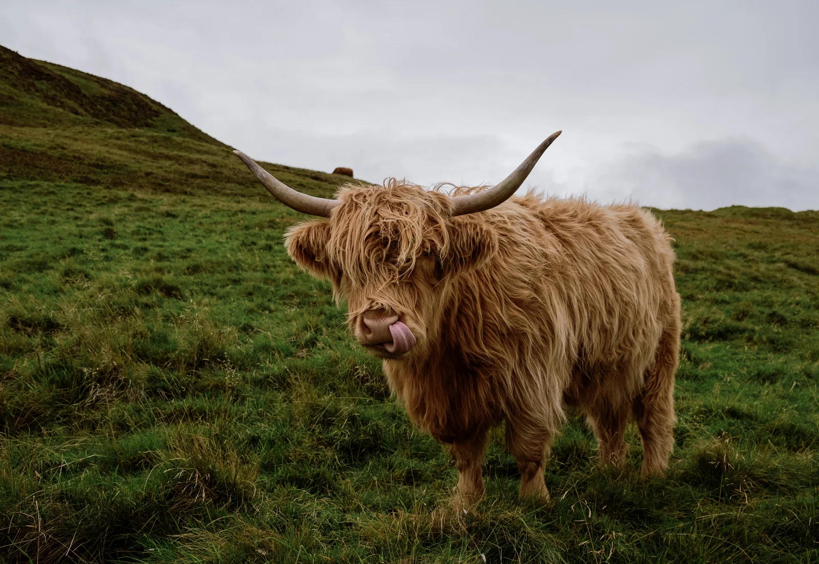 Highland cow on a green hill licking its nose, Edinburgh