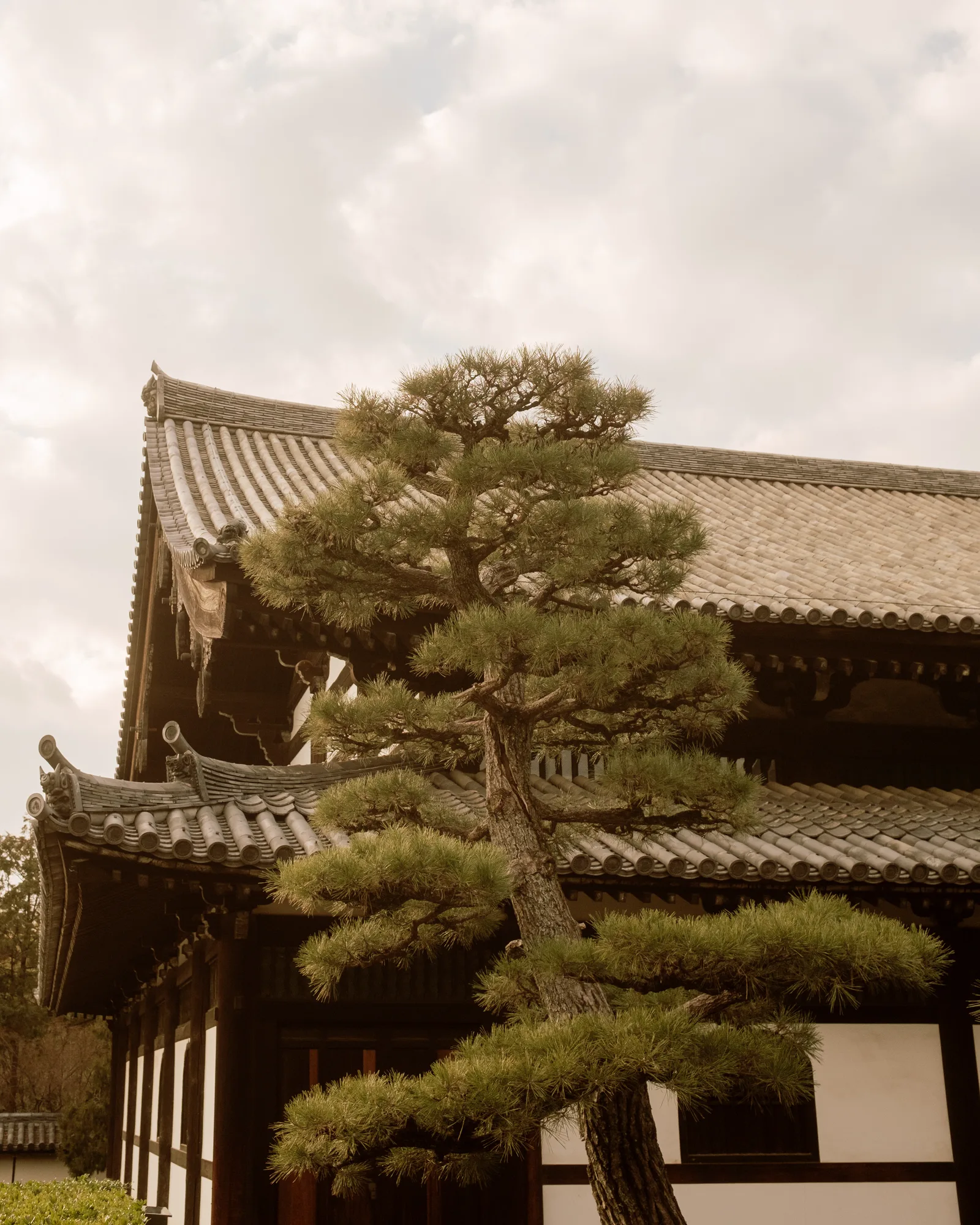 Pine tree in front of a tiled temple roof under a pale sky, Kyoto