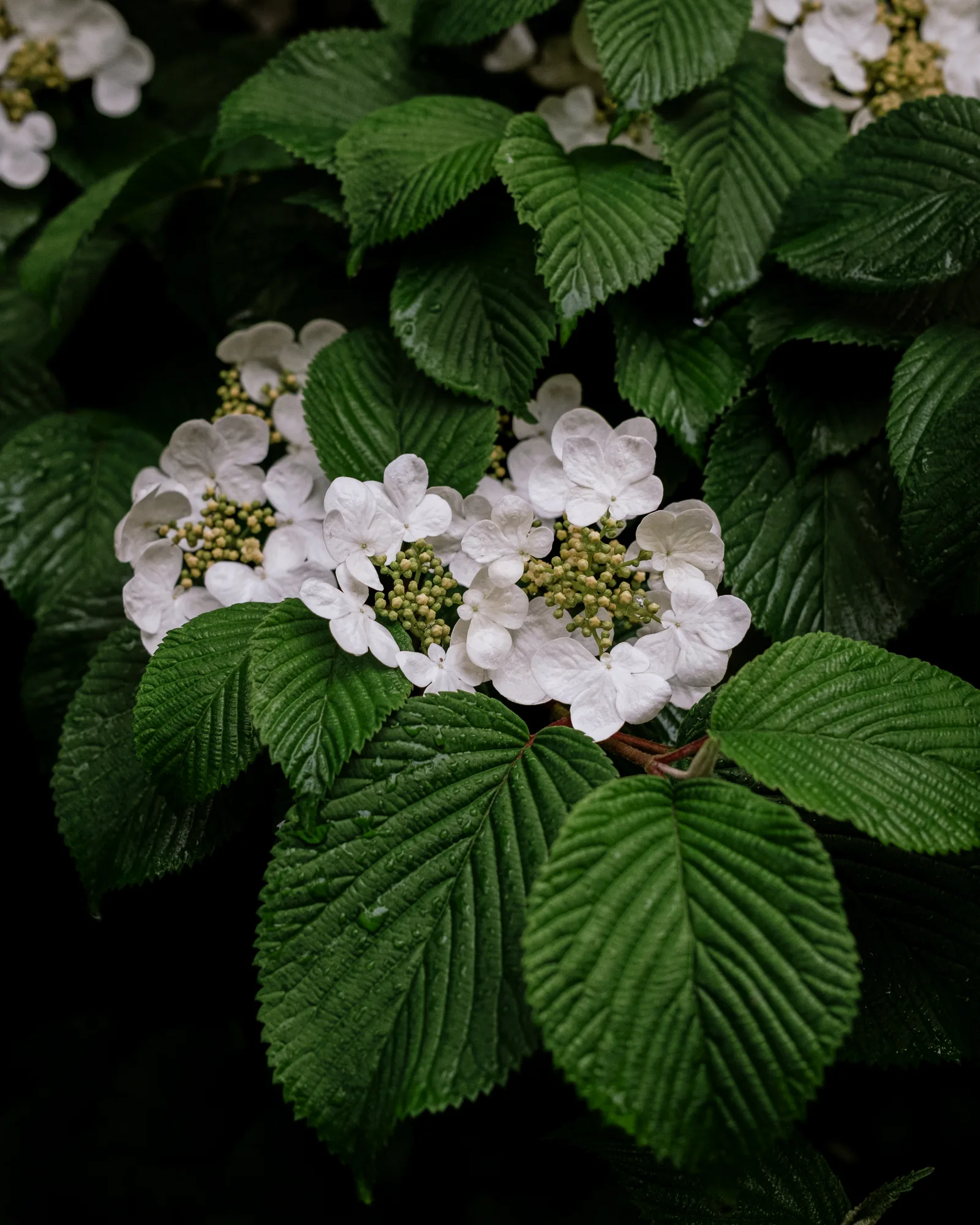 White flower cluster and deep green leaves in close-up, New York