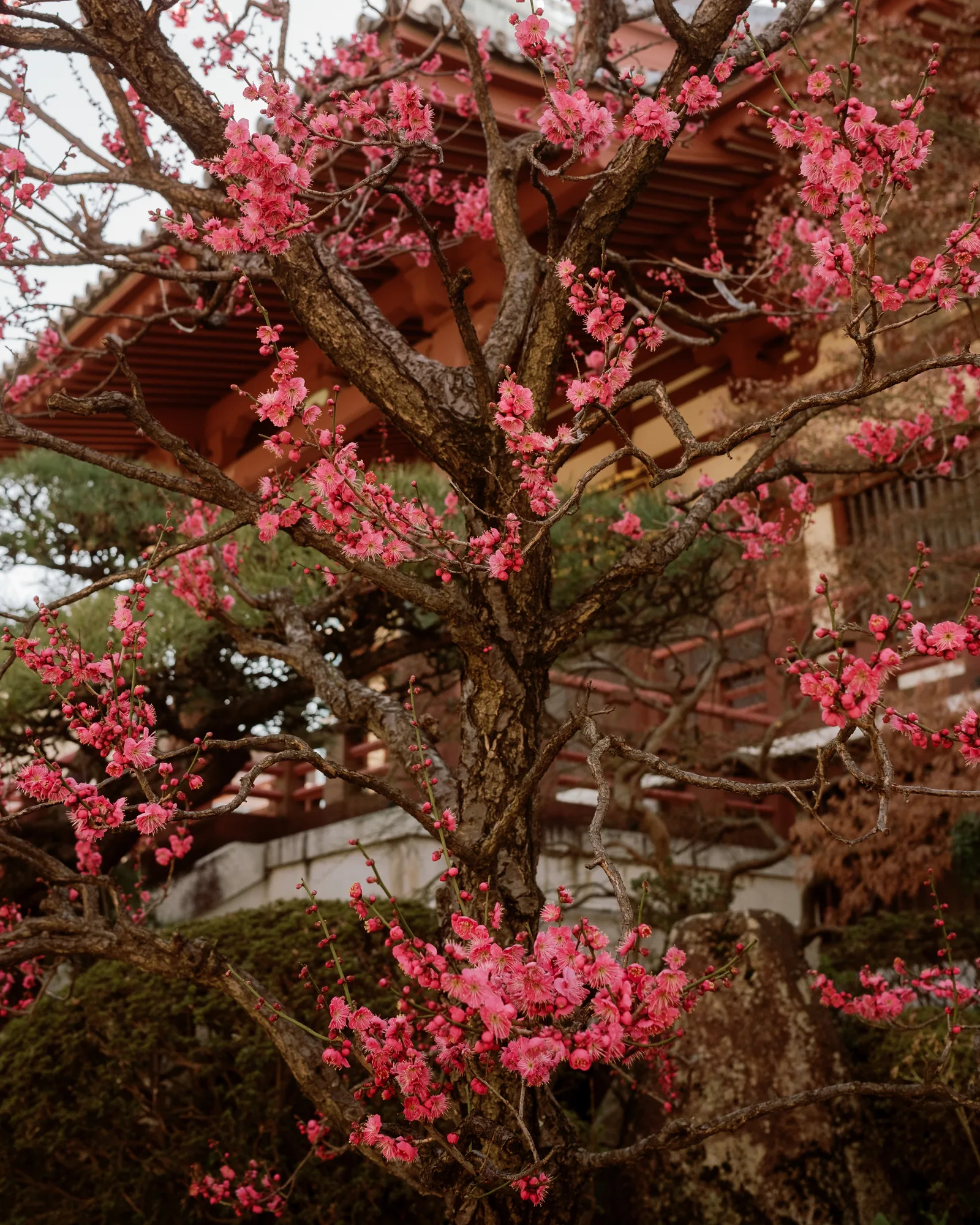 Pink plum blossoms in front of a red-lacquered temple building, Tokyo