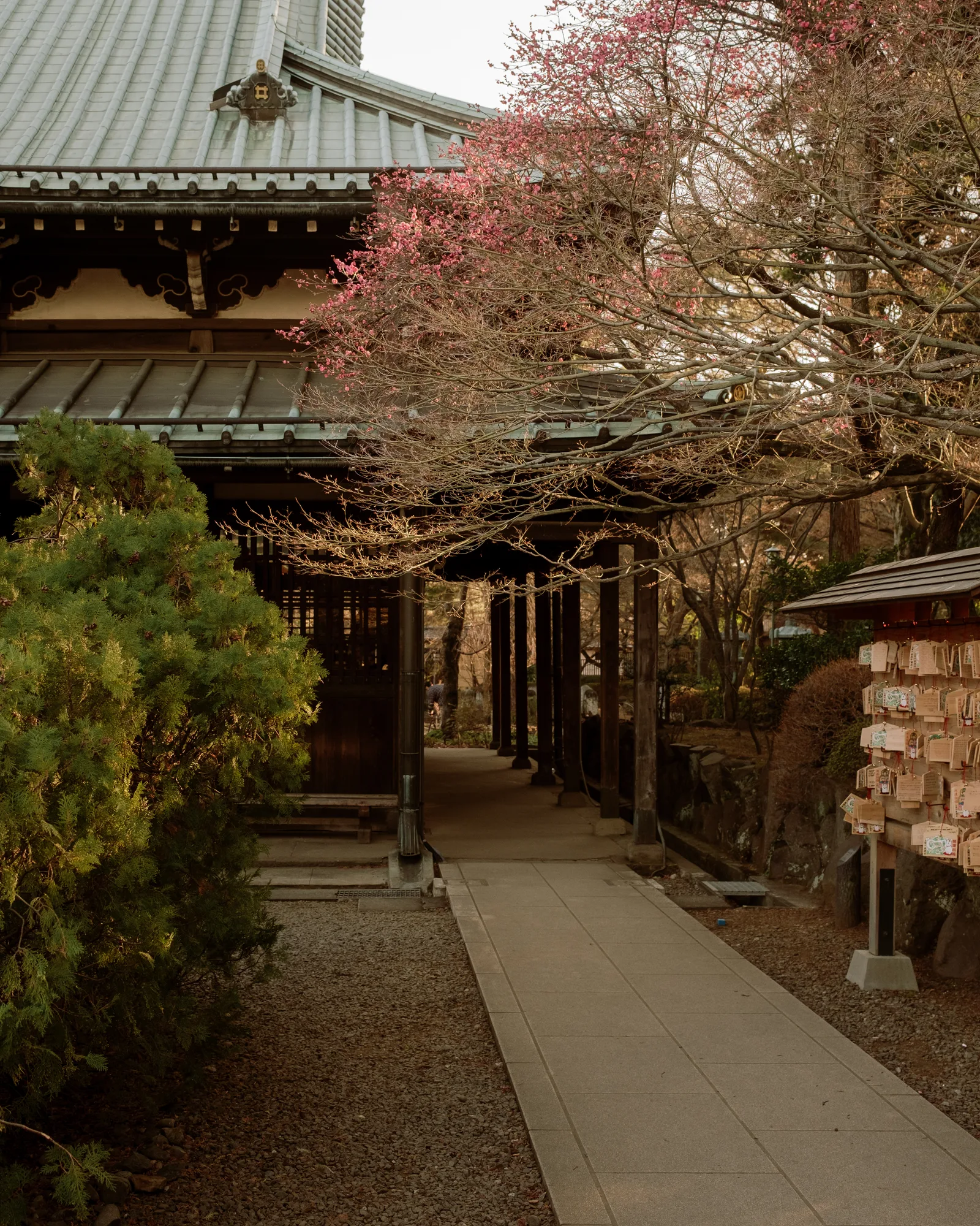 Path beside a wooden temple hall with plum blossoms and wooden prayer plaques, Tokyo