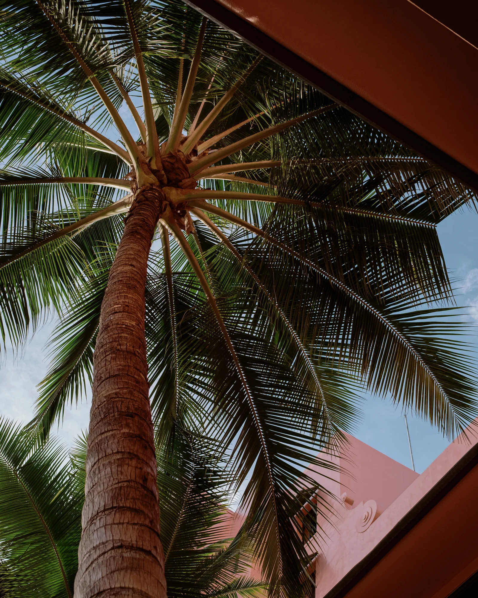 Looking up a coconut palm with a pink wall and red roofline in the corner, Waikiki
