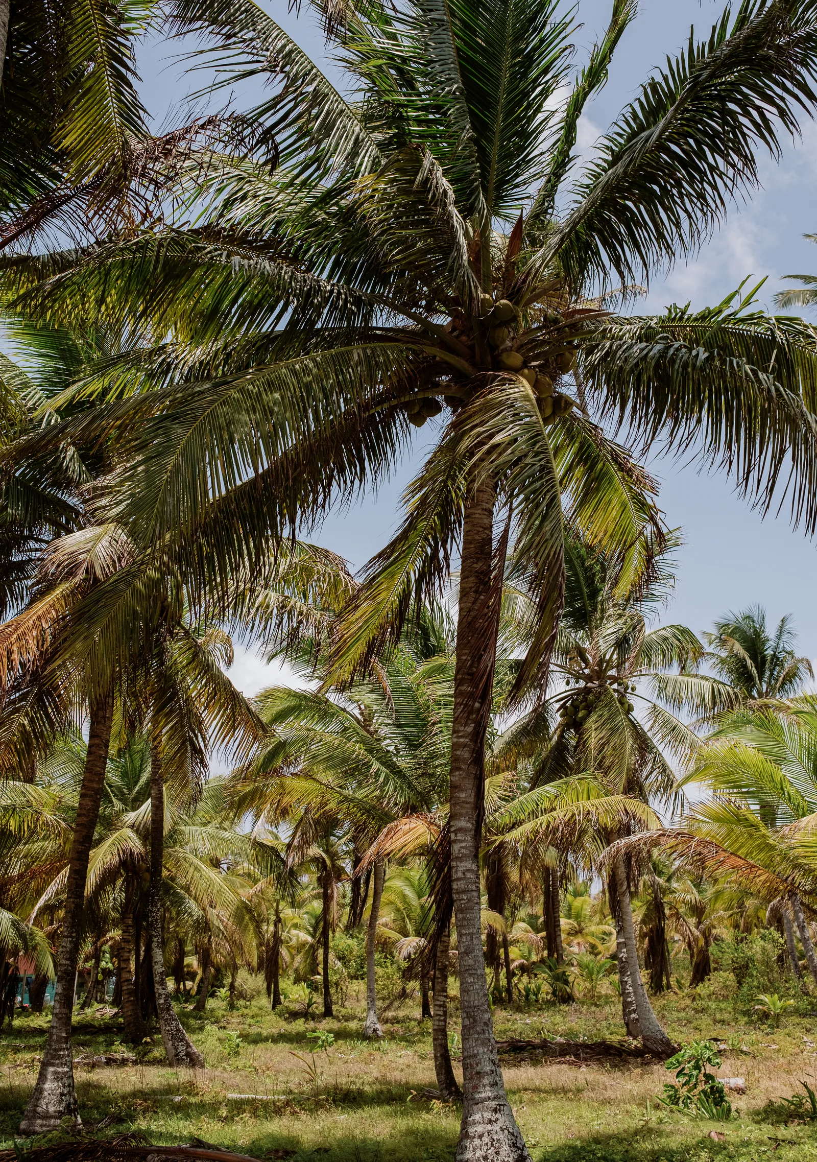 Coconut palm grove with tall trunks and green grass, Panama