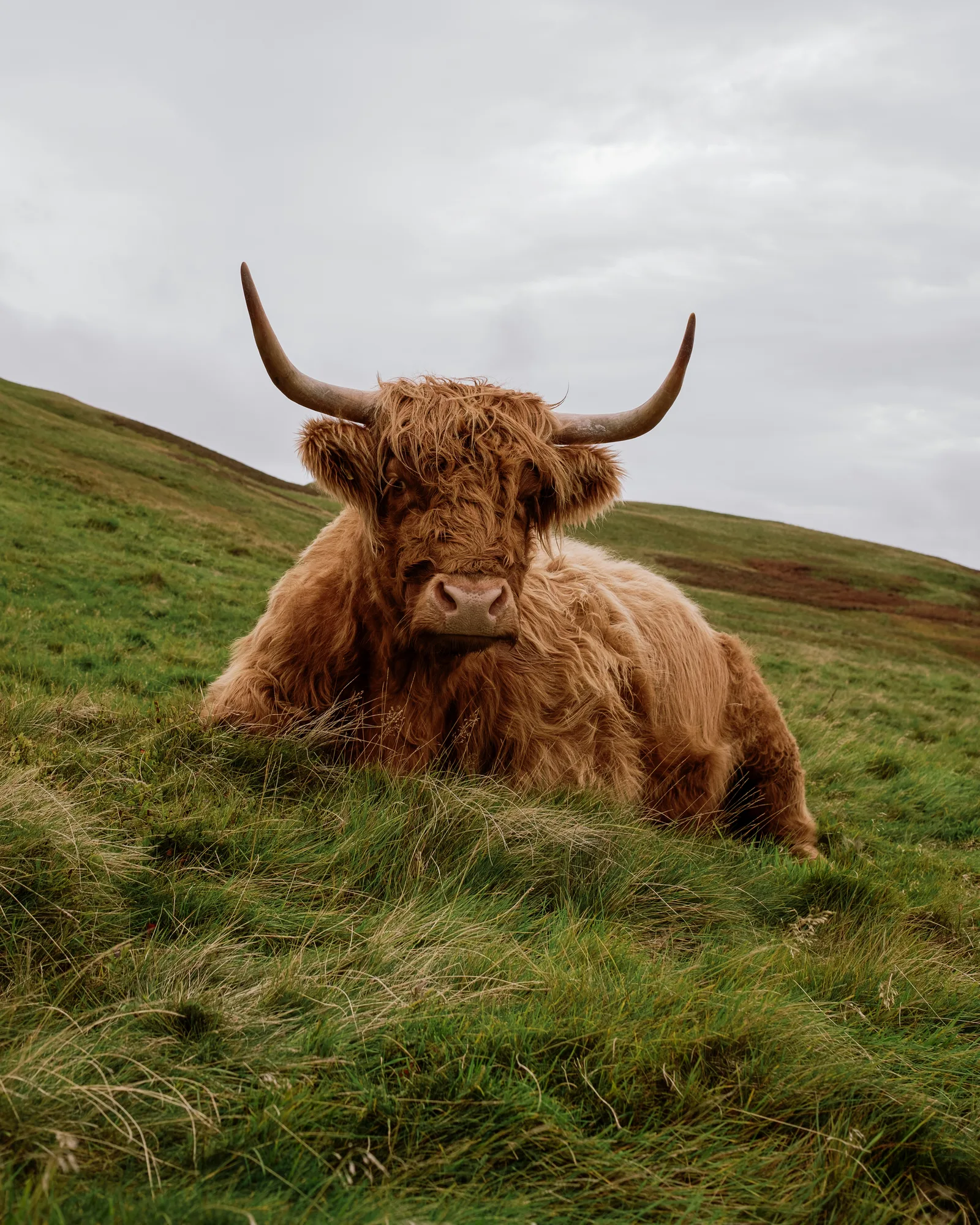 Highland cow lying in tall grass on a hillside under an overcast sky, Edinburgh