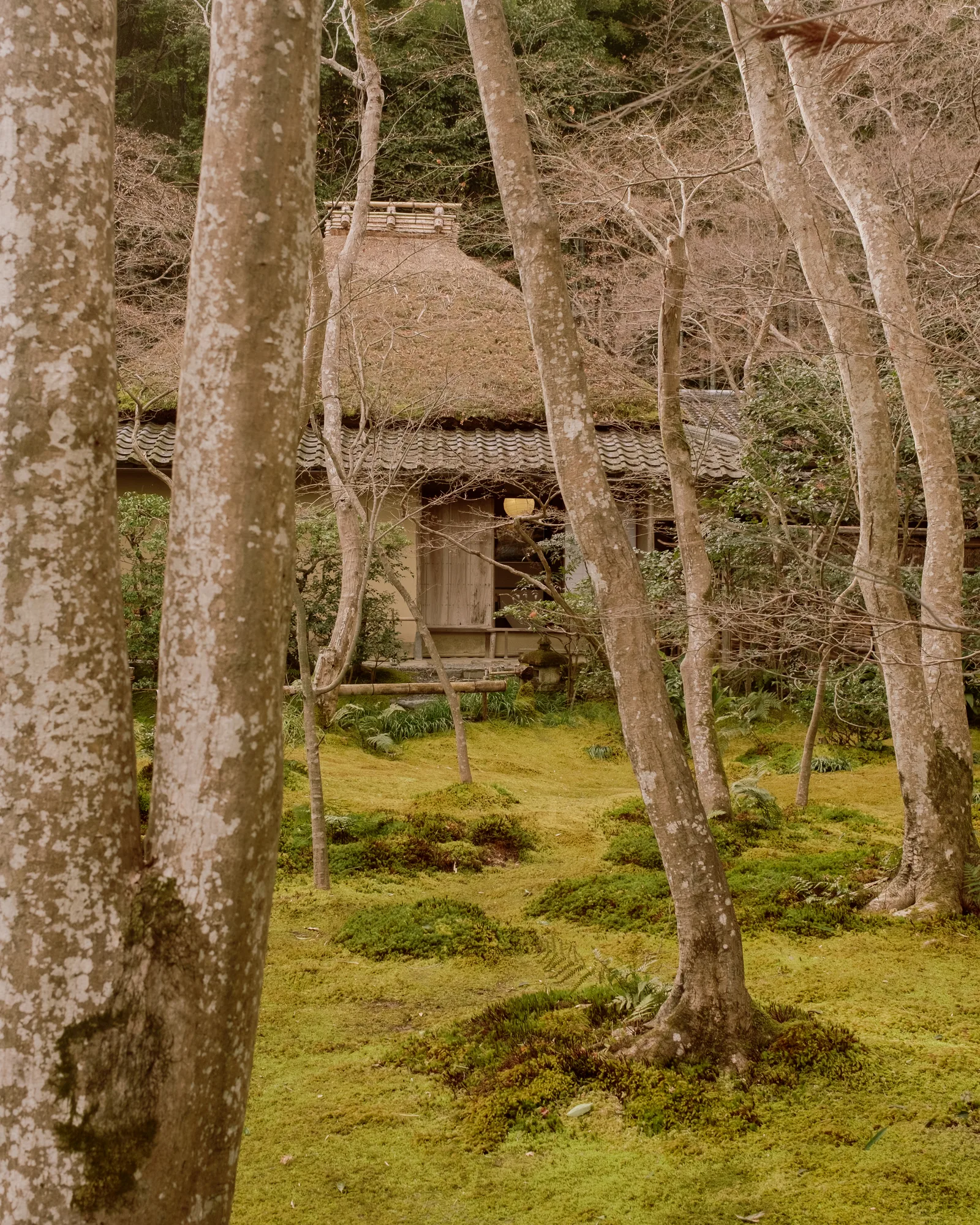 Mossy garden with slender birch-like trees and a thatched-roof house, Kyoto
