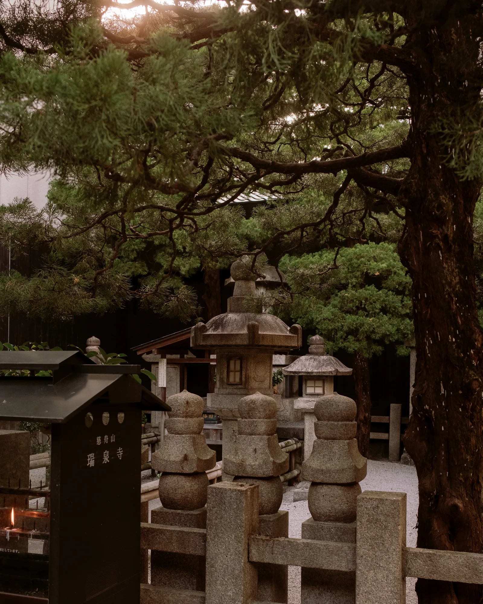 Stone lanterns and a wooden fence beneath pine trees at a Kyoto shrine