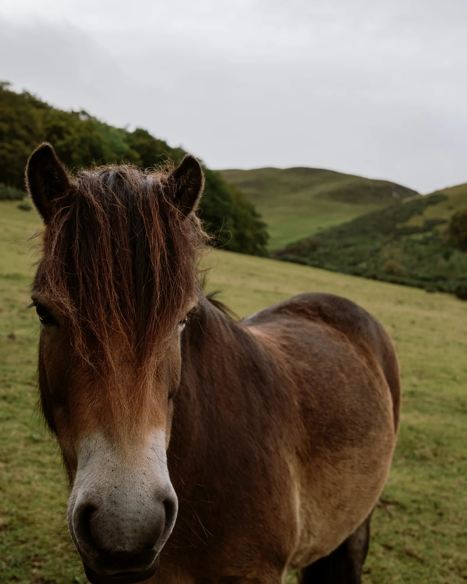 Brown pony facing the camera on a green hillside near Edinburgh