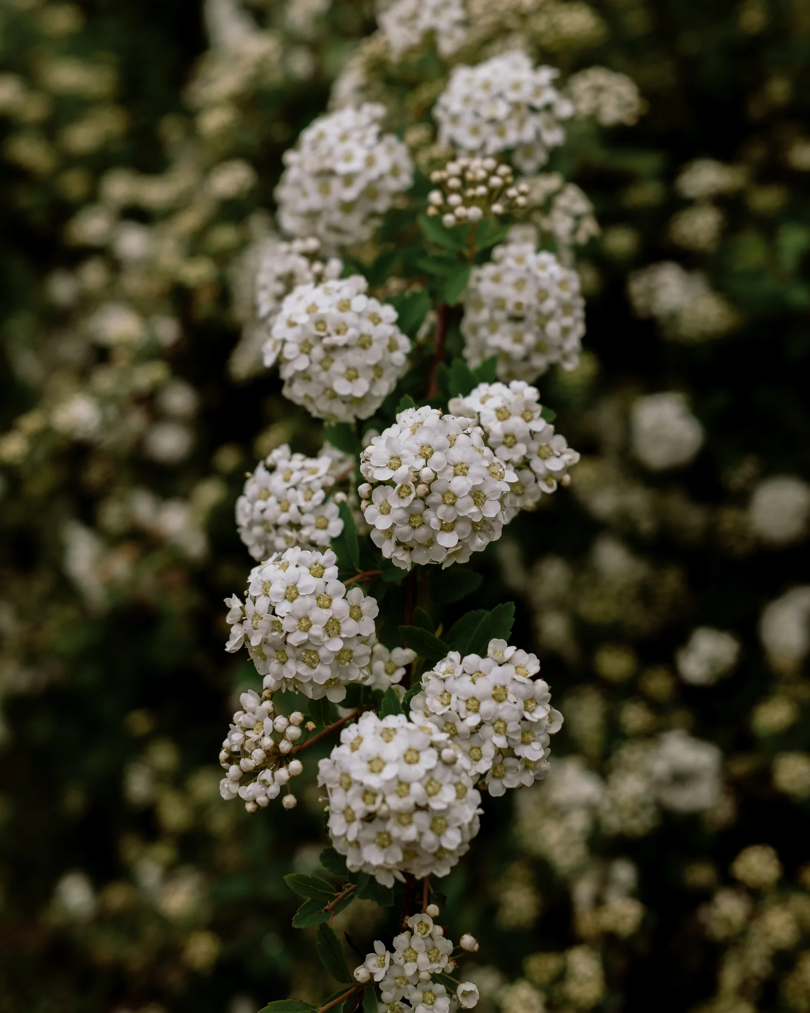 Small white blossoms on a shrub against dark foliage, New York