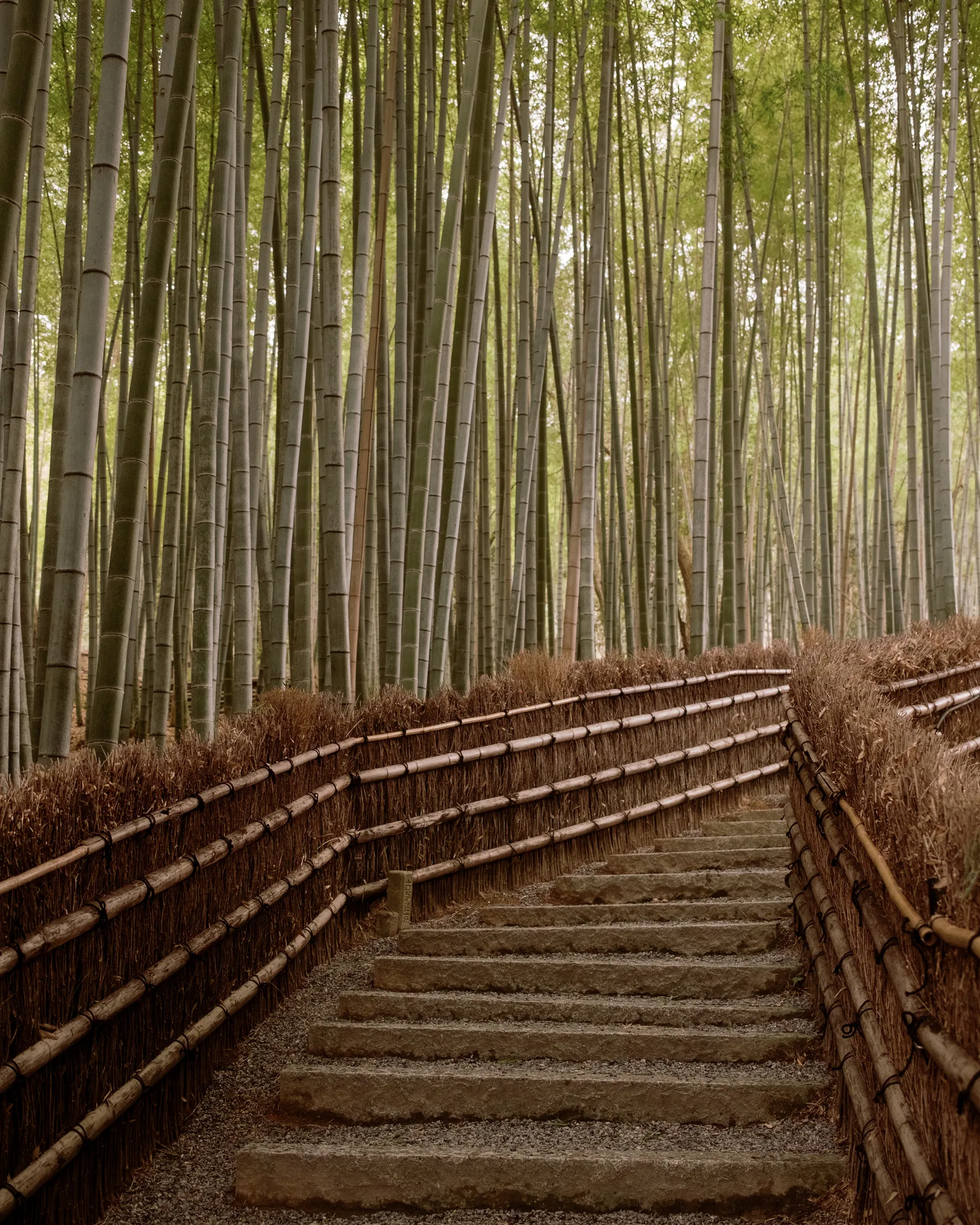 Stone steps beside a bamboo fence rising through a bamboo grove, Kyoto