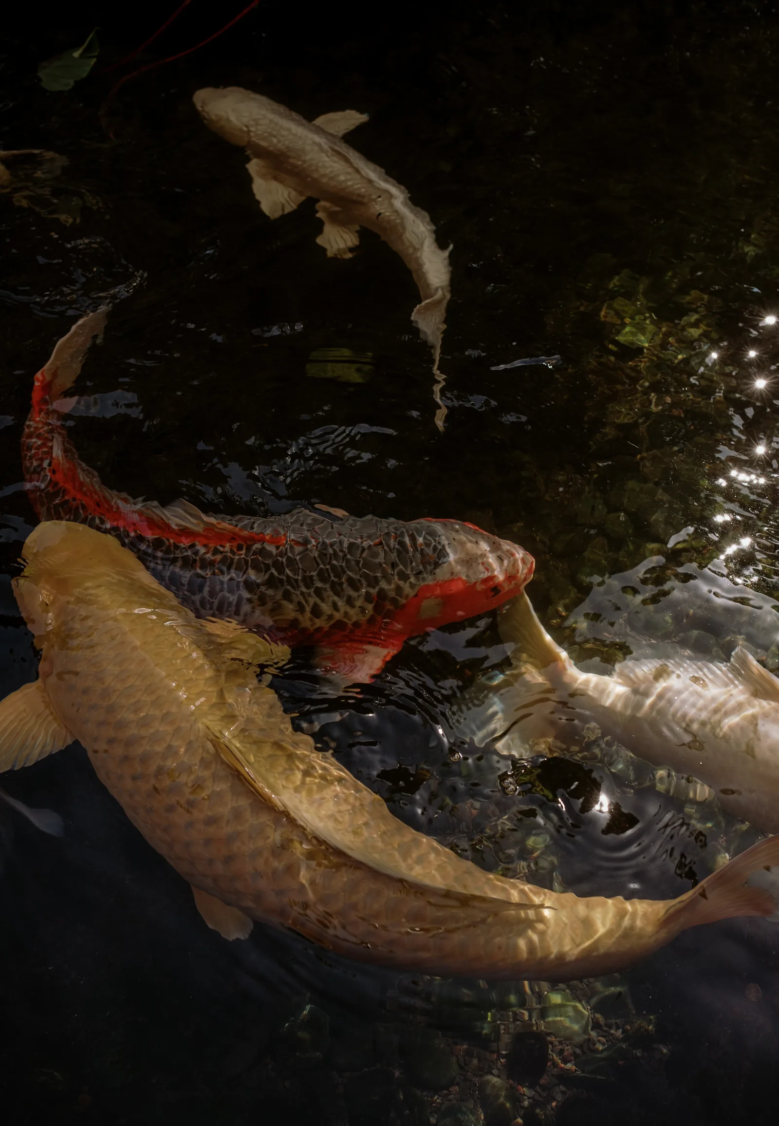 Koi swimming in a dark pond, Oahu
