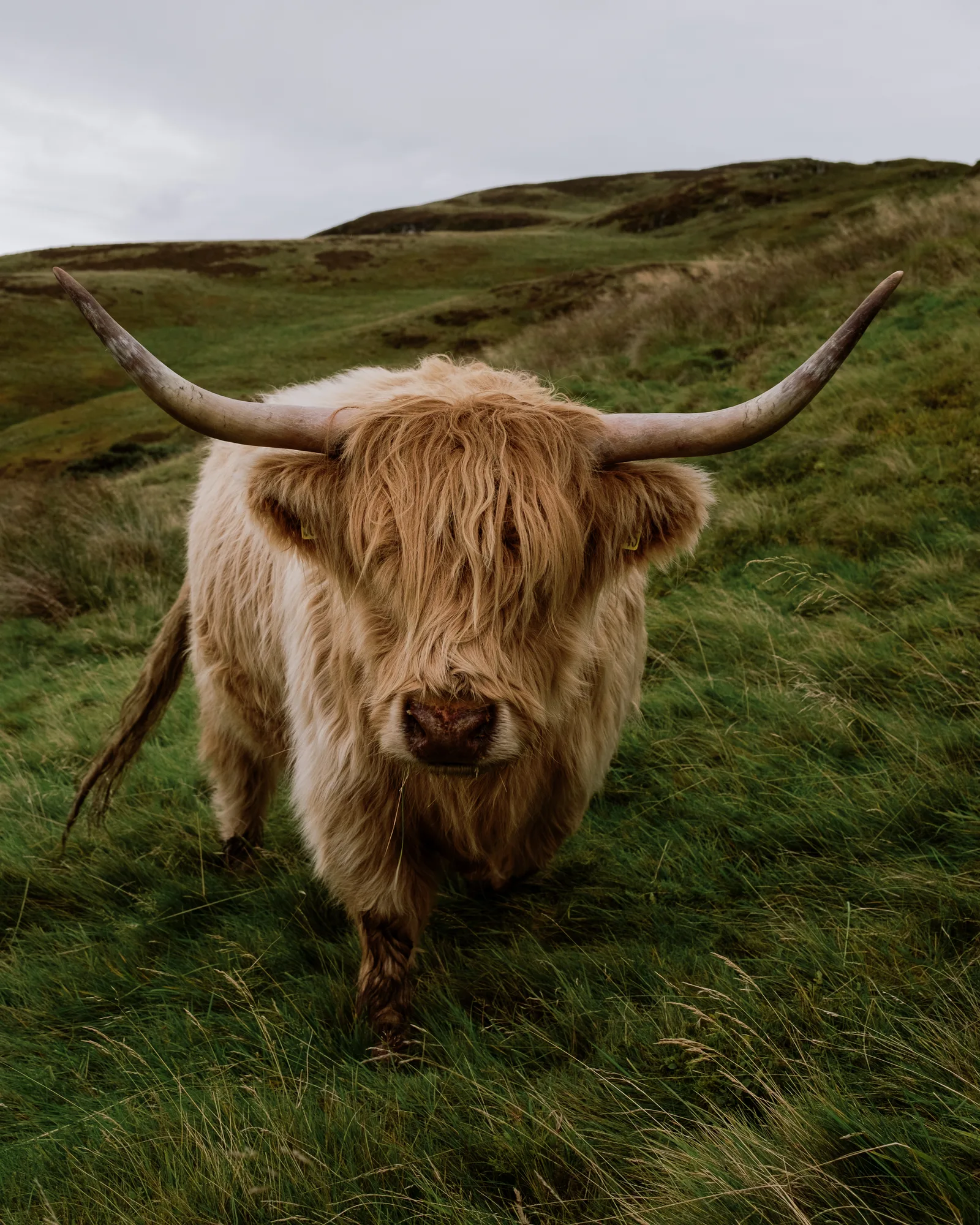 Highland cow with long horns and a shaggy fringe walking down a green hillside near Edinburgh